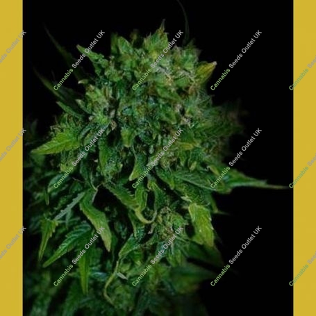 VIP Automatic Feminized Marijuana Strain by VIP Seeds For Sale Online at Cannabis Seeds Outlet