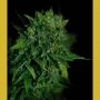 VIP Automatic Feminized Marijuana Strain by VIP Seeds For Sale Online at Cannabis Seeds Outlet