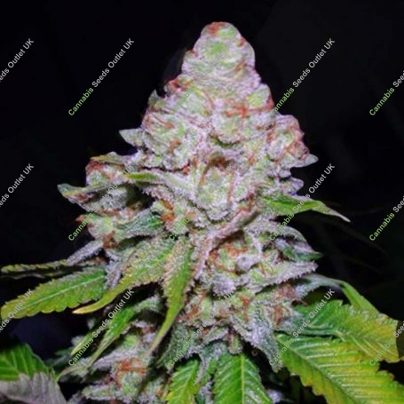 White Berry Feminized Marijuana Strain by VIP Seeds For Sale Online at Cannabis Seeds Outlet