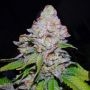 White Berry Feminized Marijuana Strain by VIP Seeds For Sale Online at Cannabis Seeds Outlet