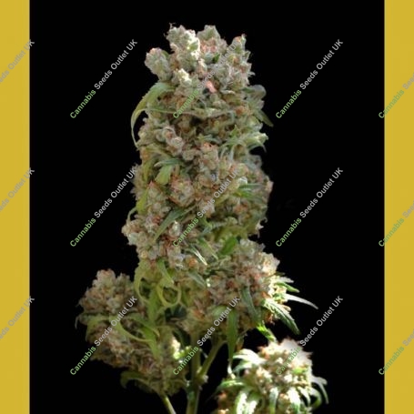 White Spanish Feminized Marijuana Strain by VIP Seeds For Sale Online at Cannabis Seeds Outlet