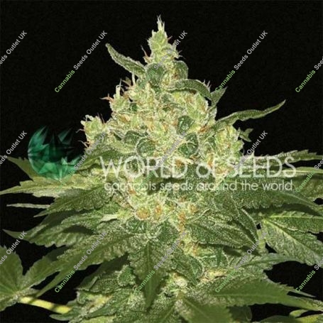 Afghan Kush Regular Marijuana Strain by World of Seeds For Sale Online at Cannabis Seeds Outlet