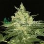 Afghan Kush Regular Marijuana Strain by World of Seeds For Sale Online at Cannabis Seeds Outlet