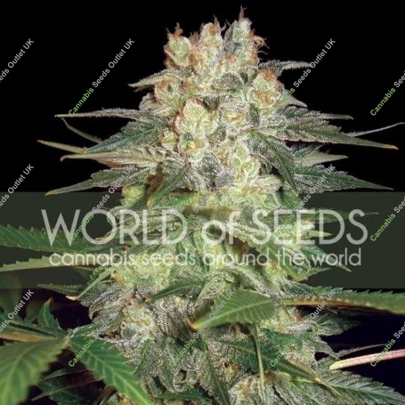 Afghan Kush Ryder Auto Feminized Marijuana Strain by World of Seeds For Sale Online at Cannabis Seeds Outlet