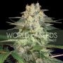 Afghan Kush Ryder Auto Feminized Marijuana Strain by World of Seeds For Sale Online at Cannabis Seeds Outlet