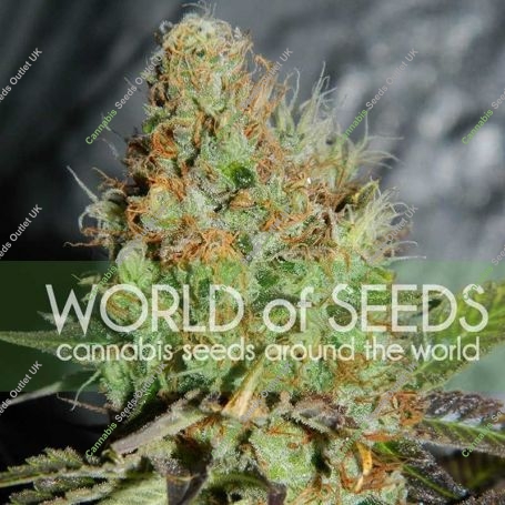 Afghan Kush Special Feminized Marijuana Strain by World of Seeds For Sale Online at Cannabis Seeds Outlet