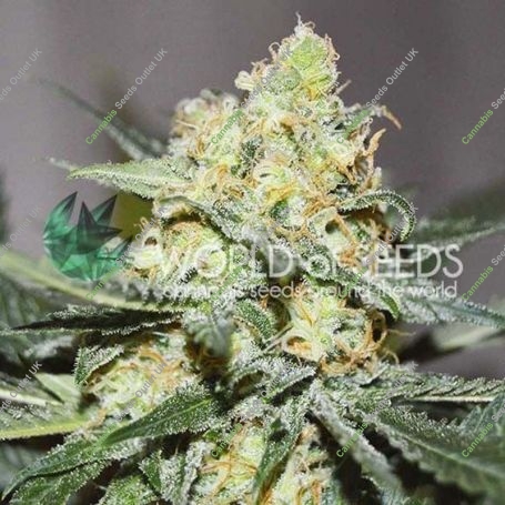 Afghan Kush x Skunk Feminized Marijuana Strain by World of Seeds For Sale Online at Cannabis Seeds Outlet
