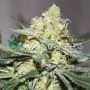 Afghan Kush x Skunk Feminized Marijuana Strain by World of Seeds For Sale Online at Cannabis Seeds Outlet