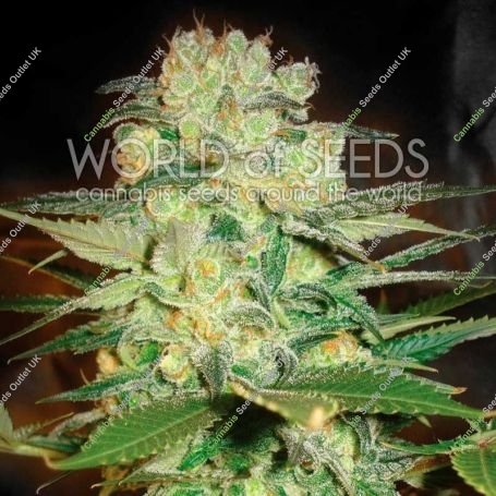 Afghan Kush x Marijuana Strain by World of Seeds For Sale Online at Cannabis Seeds Outlet