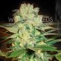 Afghan Kush x Marijuana Strain by World of Seeds For Sale Online at Cannabis Seeds Outlet