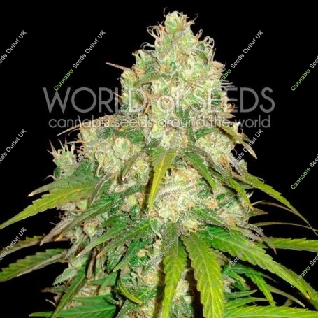 Afghan Kush x Yumbolt Feminized Marijuana Strain by World of Seeds For Sale Online at Cannabis Seeds Outlet