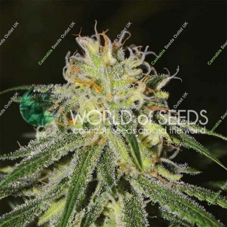 Amnesia Feminized Marijuana Strain by World of Seeds For Sale Online at Cannabis Seeds Outlet