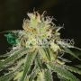 Amnesia Feminized Marijuana Strain by World of Seeds For Sale Online at Cannabis Seeds Outlet