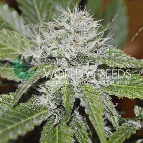 Amnesia Ryder Auto Feminized Marijuana Strain by World of Seeds For Sale Online at Cannabis Seeds Outlet