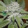 Amnesia Ryder Auto Feminized Marijuana Strain by World of Seeds For Sale Online at Cannabis Seeds Outlet