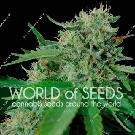 Brazil Amazonia Regular Marijuana Strain by World of Seeds For Sale Online at Cannabis Seeds Outlet