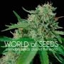 Brazil Amazonia Regular Marijuana Strain by World of Seeds For Sale Online at Cannabis Seeds Outlet
