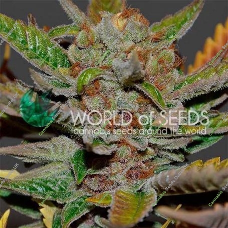 Bubba Haze Regular Marijuana Strain by World of Seeds For Sale Online at Cannabis Seeds Outlet