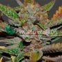 Bubba Haze Regular Marijuana Strain by World of Seeds For Sale Online at Cannabis Seeds Outlet