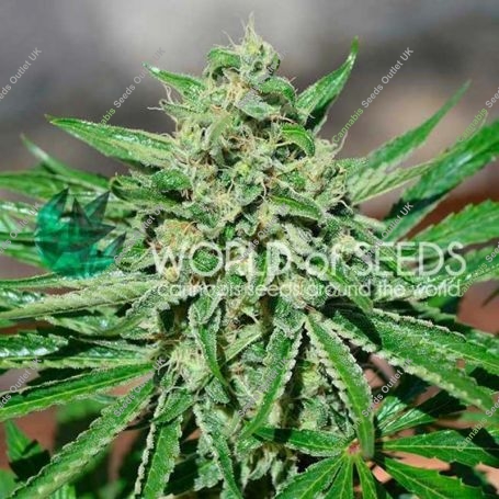 CBD Tonic Feminized Marijuana Strain by World of Seeds For Sale Online at Cannabis Seeds Outlet