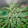 CBD Tonic Feminized Marijuana Strain by World of Seeds For Sale Online at Cannabis Seeds Outlet