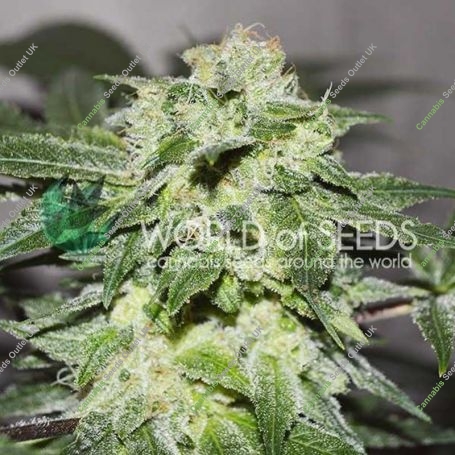 Chronic Haze Feminized Marijuana Strain by World of Seeds For Sale Online at Cannabis Seeds Outlet