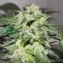 Chronic Haze Feminized Marijuana Strain by World of Seeds For Sale Online at Cannabis Seeds Outlet