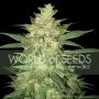 Coffee Ryder Auto Feminized Marijuana Strain by World of Seeds For Sale Online at Cannabis Seeds Outlet
