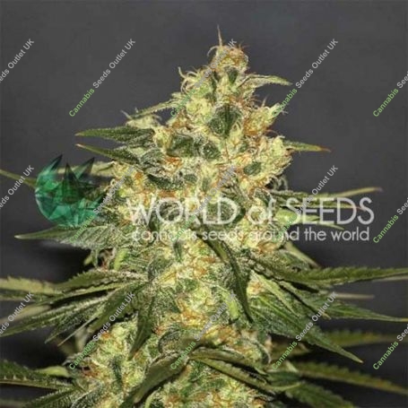 Ketama Regular Marijuana Strain by World of Seeds For Sale Online at Cannabis Seeds Outlet