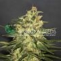 Ketama Regular Marijuana Strain by World of Seeds For Sale Online at Cannabis Seeds Outlet