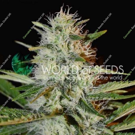 Kilimanjaro Regular Marijuana Strain by World of Seeds For Sale Online at Cannabis Seeds Outlet