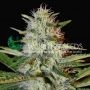 Kilimanjaro Regular Marijuana Strain by World of Seeds For Sale Online at Cannabis Seeds Outlet