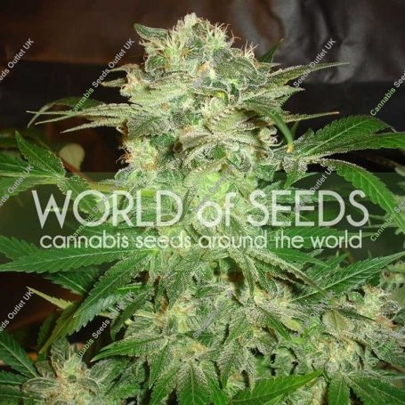 Mazar Kush Feminized Marijuana Strain by World of Seeds For Sale Online at Cannabis Seeds Outlet