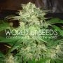 Mazar Kush Feminized Marijuana Strain by World of Seeds For Sale Online at Cannabis Seeds Outlet