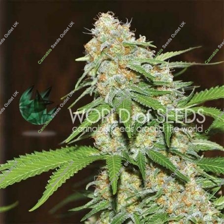 Mazar x Marijuana Strain by World of Seeds For Sale Online at Cannabis Seeds Outlet