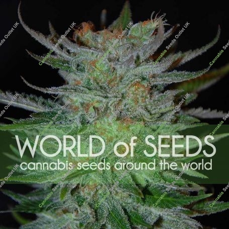 New York 47 Feminized Marijuana Strain by World of Seeds For Sale Online at Cannabis Seeds Outlet