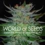 New York 47 Feminized Marijuana Strain by World of Seeds For Sale Online at Cannabis Seeds Outlet