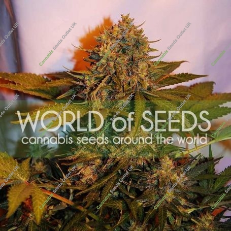 Northern Light x Big Bud Auto Feminized Marijuana Strain by World of Seeds For Sale Online at Cannabis Seeds Outlet