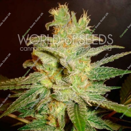 Northern Light x Big Bud Feminized Marijuana Strain by World of Seeds For Sale Online at Cannabis Seeds Outlet