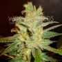 Northern Light x Big Bud Feminized Marijuana Strain by World of Seeds For Sale Online at Cannabis Seeds Outlet