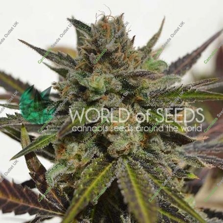 Northern Light x Skunk Feminized Marijuana Strain by World of Seeds For Sale Online at Cannabis Seeds Outlet