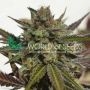 Northern Light x Skunk Feminized Marijuana Strain by World of Seeds For Sale Online at Cannabis Seeds Outlet