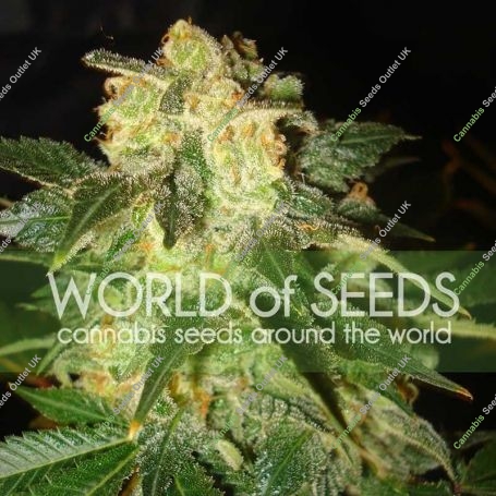 Pakistan Ryder Auto Feminized Marijuana Strain by World of Seeds For Sale Online at Cannabis Seeds Outlet