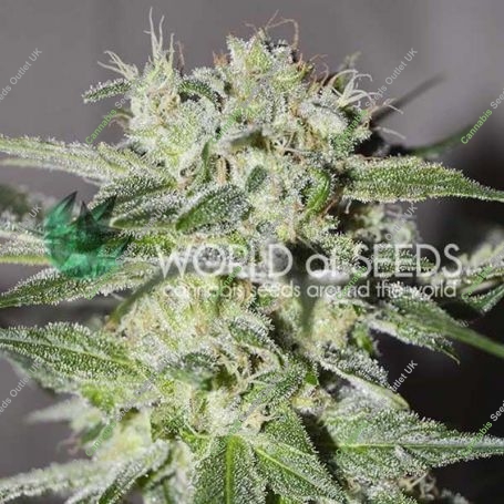 Pakistan Valley Regular Marijuana Strain by World of Seeds For Sale Online at Cannabis Seeds Outlet