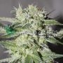 Pakistan Valley Regular Marijuana Strain by World of Seeds For Sale Online at Cannabis Seeds Outlet