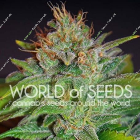 Skunk 47 Feminized Marijuana Strain by World of Seeds For Sale Online at Cannabis Seeds Outlet