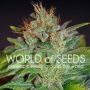 Skunk 47 Feminized Marijuana Strain by World of Seeds For Sale Online at Cannabis Seeds Outlet