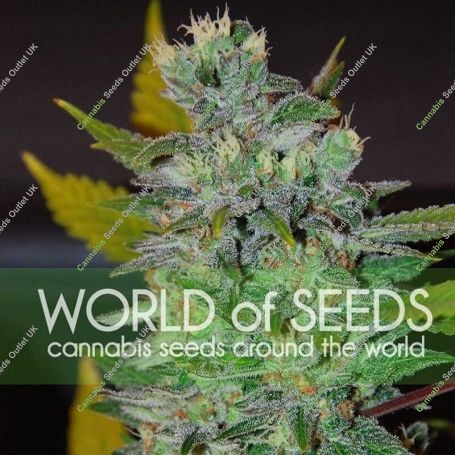 Space Feminized Marijuana Strain by World of Seeds For Sale Online at Cannabis Seeds Outlet
