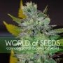 Space Feminized Marijuana Strain by World of Seeds For Sale Online at Cannabis Seeds Outlet