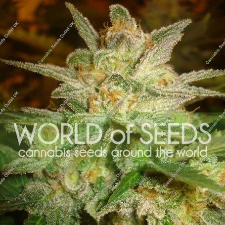Star 47 Feminized Marijuana Strain by World of Seeds For Sale Online at Cannabis Seeds Outlet
